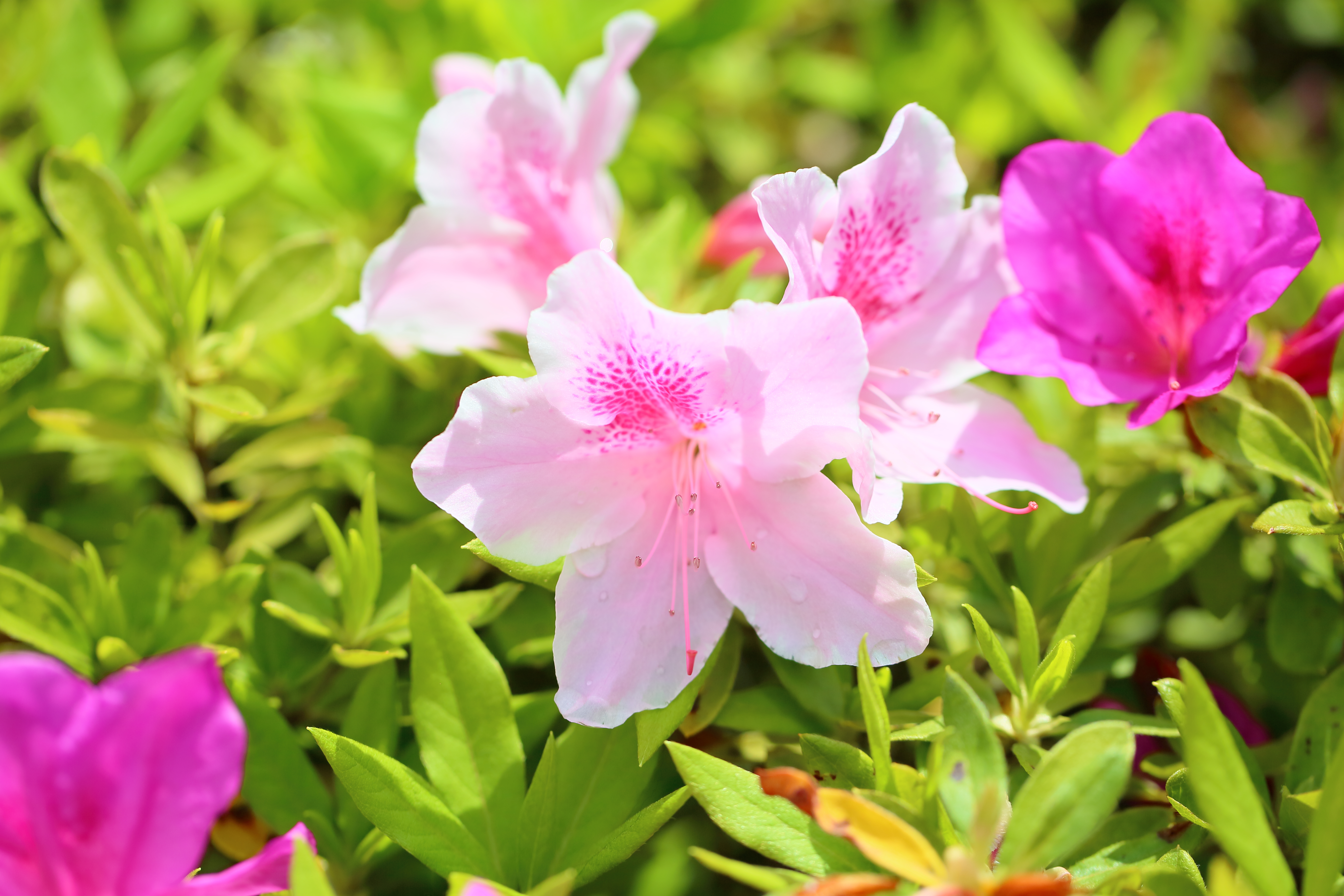 植栽計画