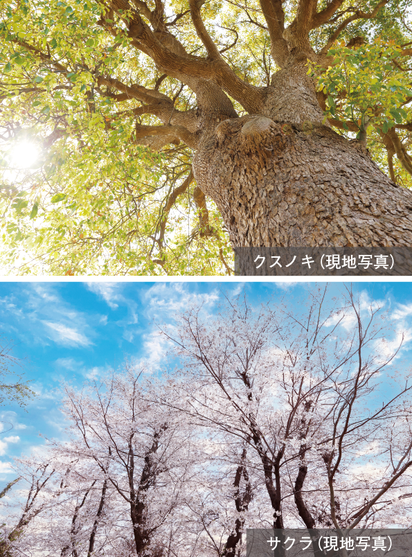 植栽計画