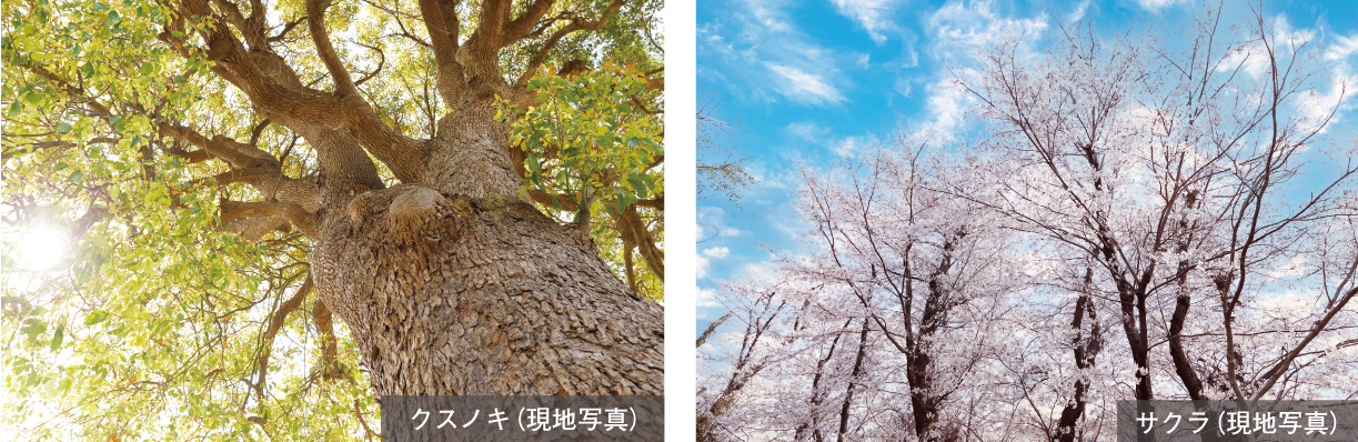 植栽計画